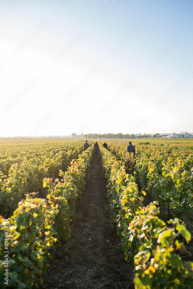 people walking in the line of the vineyard during the harvest in Burgundy