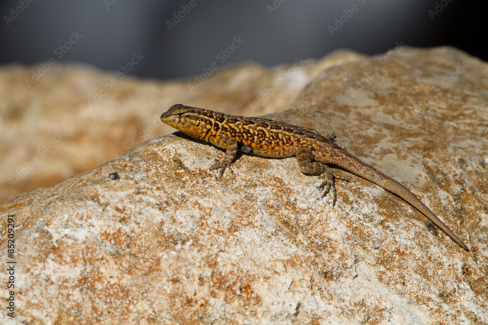 Fototapeta premium Common Side-blotched Lizard on a colorful rock on the southern California coast