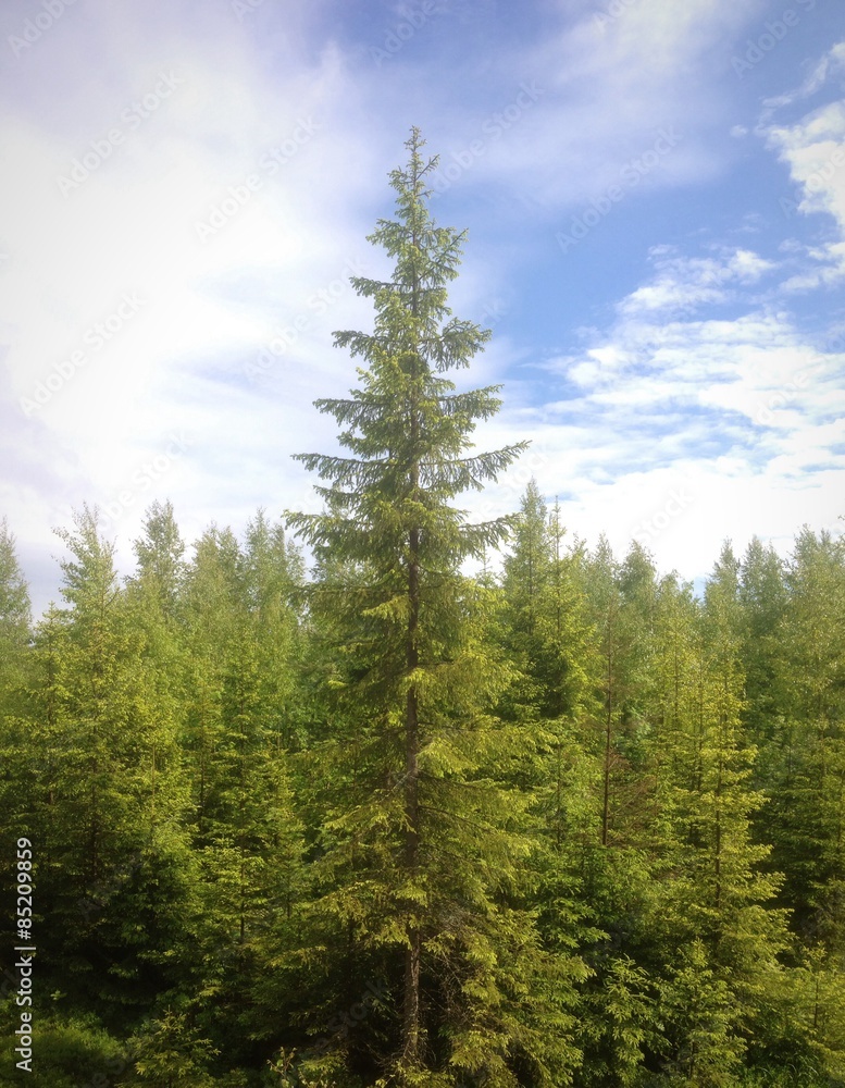 Fototapeta premium green big forest