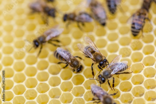 Bee, Honeycomb, Beehive. © BillionPhotos.com