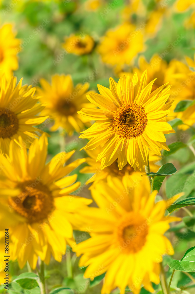 Obraz premium Sommerlaune, leuchtende Sonnenblumen im Sonnenschein, plakativ, Helianthus, Landwirtschaft, Feld