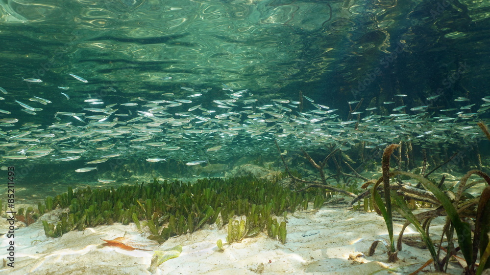 Fototapeta premium Shoal of fish on a shallow seabed near mangrove