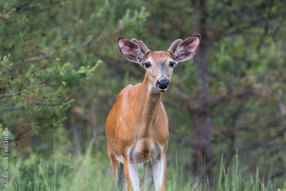 Fototapeta premium White-tailed Deer in Summer