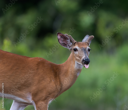 White-tailed Deer in Summer