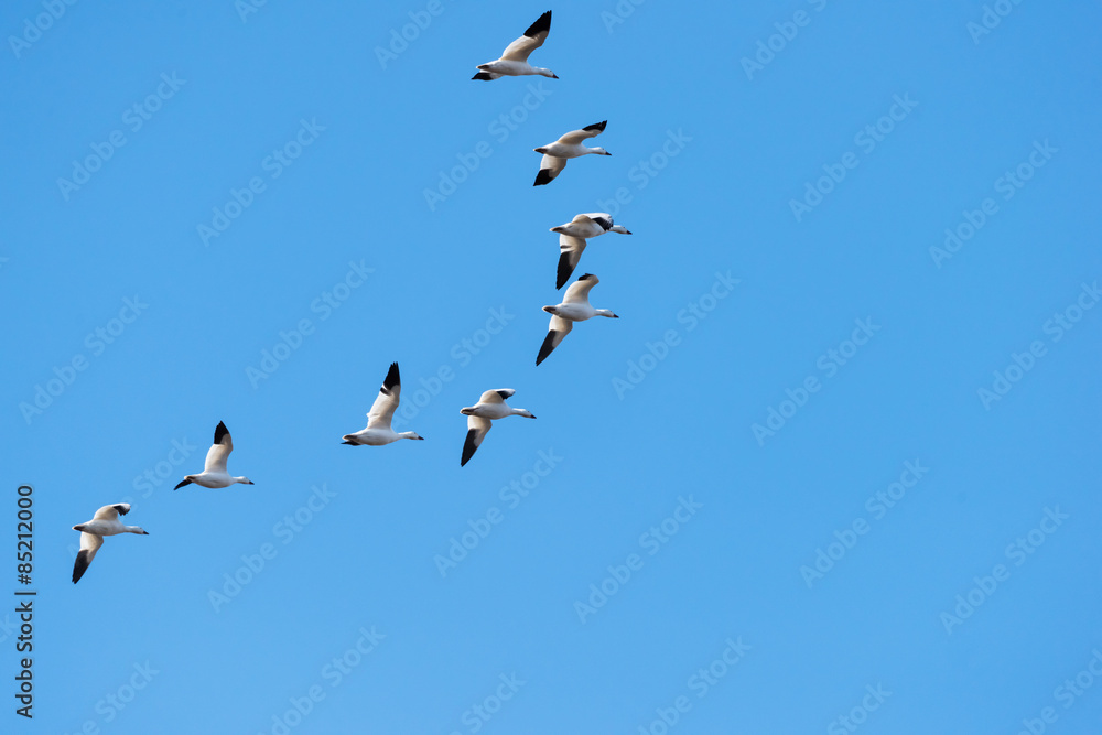 Snow Geese Migrating North in Spring on Blue Sky