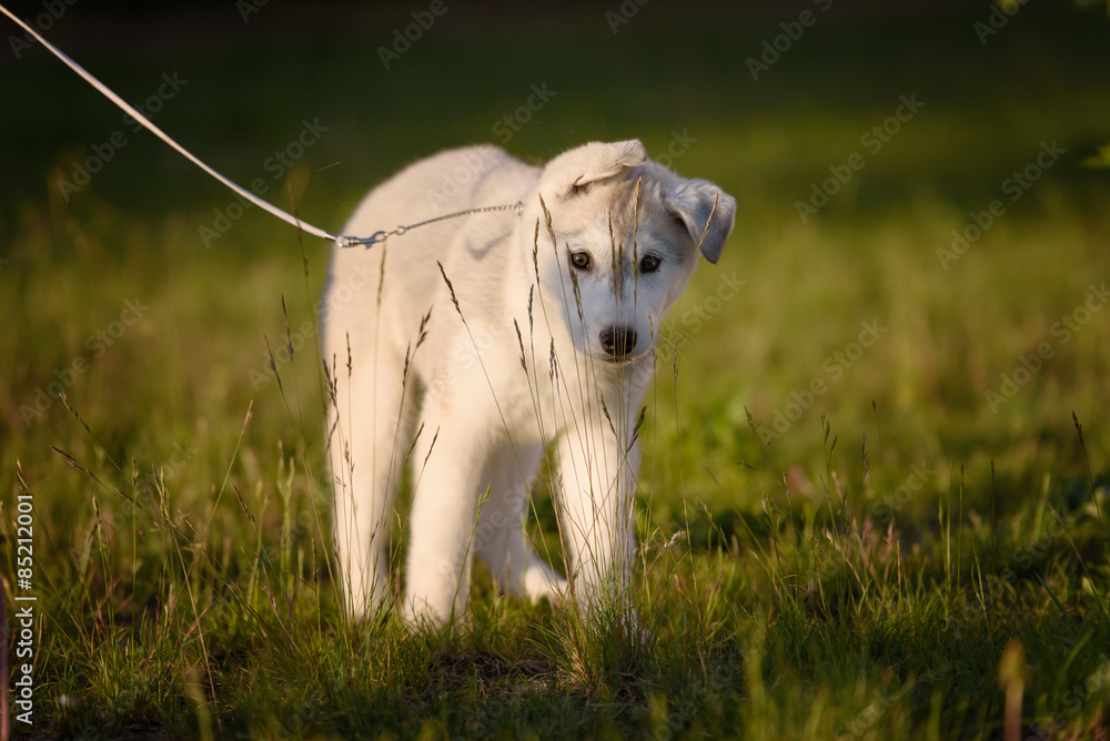 Fototapeta premium One Little cute puppy of Siberian husky dog outdoors