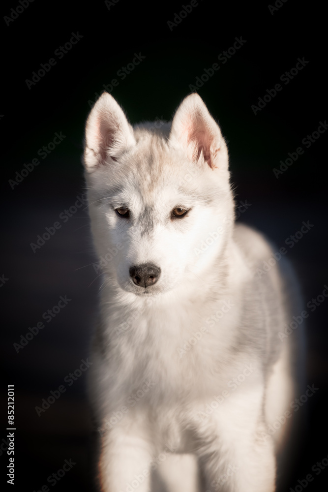 One Little cute puppy of Siberian husky dog outdoors