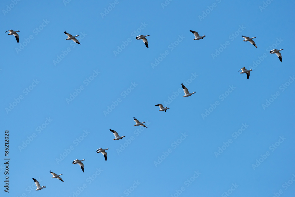 Snow Geese Migrating North in Spring on Blue Sky Snow Geese Migrating North in Spring on Blue Sky