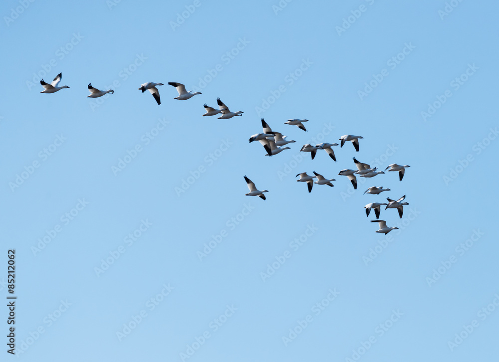 Snow Geese Migrating North in Spring on Blue Sky Snow Geese Migrating North in Spring on Blue Sky