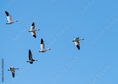 Snow Geese Migrating North in Spring on Blue Sky © FotoRequest