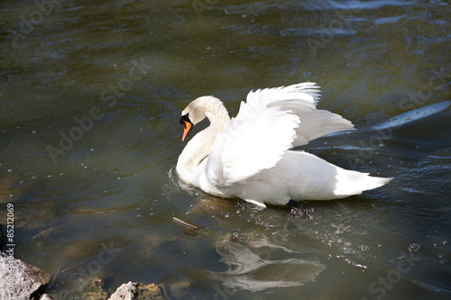 swan on blue lake water in sunny day