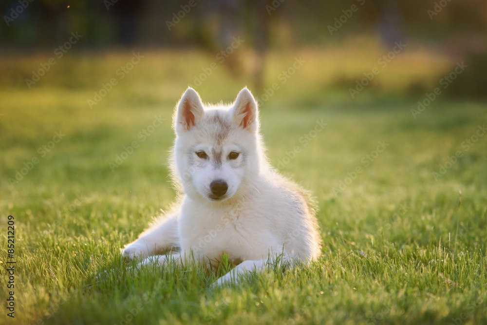 One Little cute puppy of Siberian husky dog outdoors One Little cute puppy of Siberian husky dog outdoors
