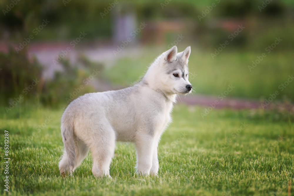 One Little cute puppy of Siberian husky dog outdoors One Little cute puppy of Siberian husky dog outdoors