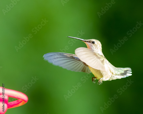 Hummingbird © Steve Biegler