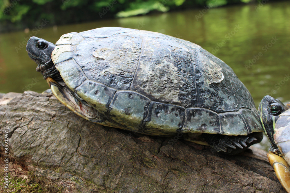 Obraz premium Turtle living in the pond