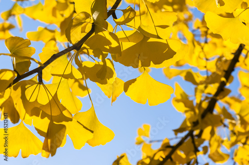 Golden ginkgo leaves against blue sky