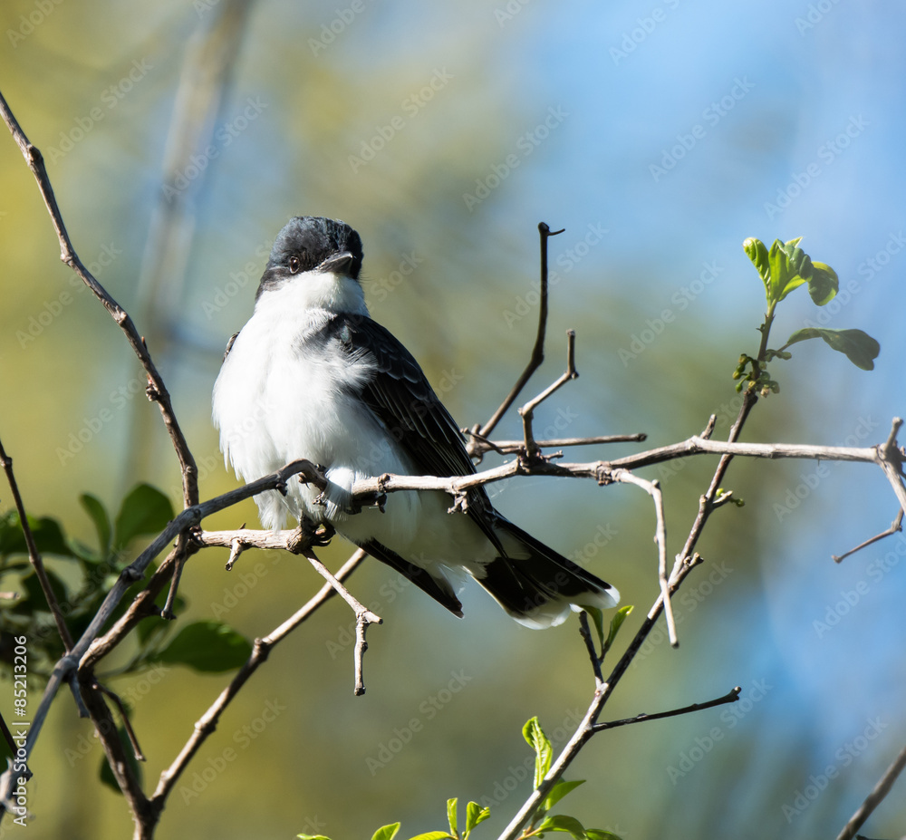 Obraz premium Eastern Kingbird
