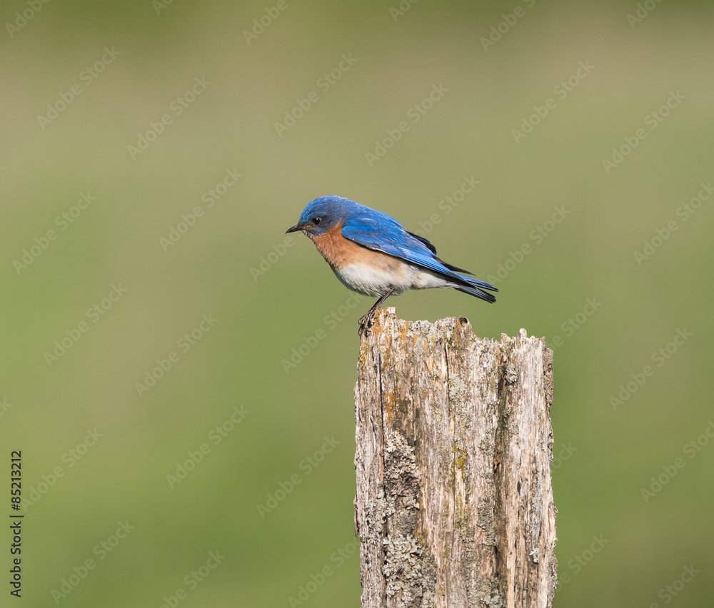 Male Eastern Bluebird Male Eastern Bluebird