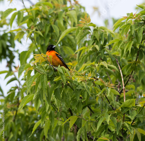 Baltimore Oriole perched on a branch © FotoRequest
