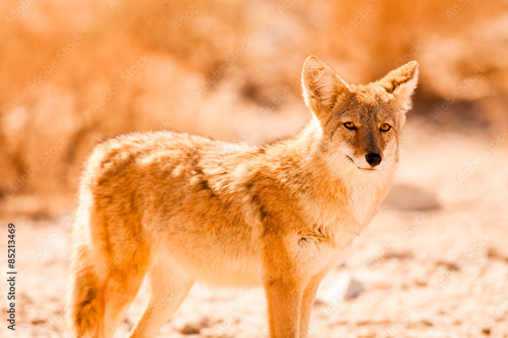 Obraz premium Coyote, Death Valley