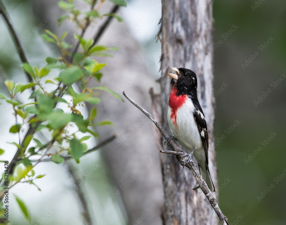 Fototapeta premium Rose-breasted Grosbeak