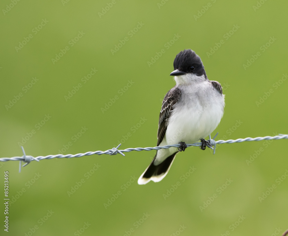 Fototapeta premium Eastern Kingbird on Green Background