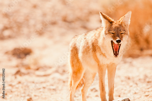 Coyote, Death Valley photo