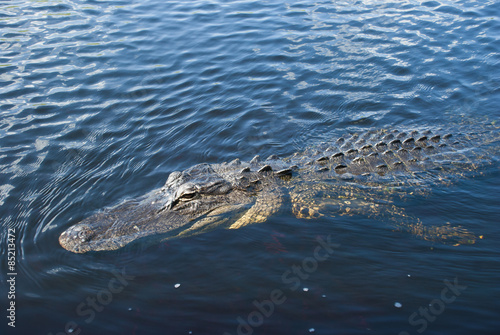 Alligator in Water - swimming downwards


