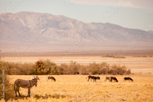 Wild Mules  Death Valley