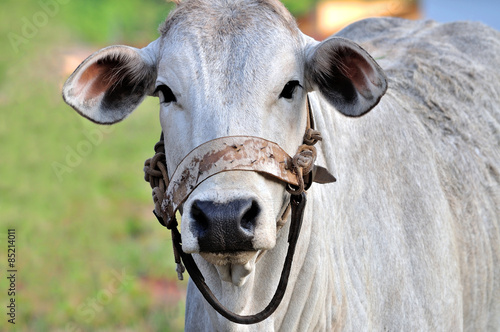 Pretty ox portrait
