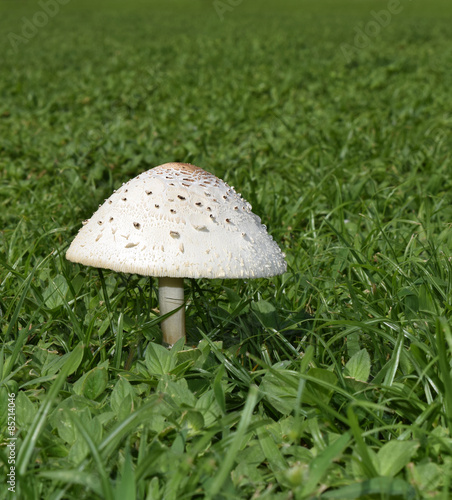 Chlorophyllum Molybdites Mushrooms