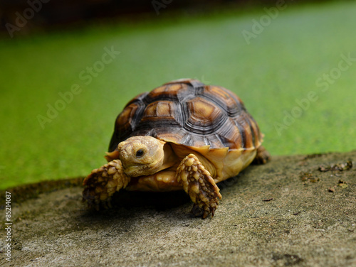 turtle © evegenesis