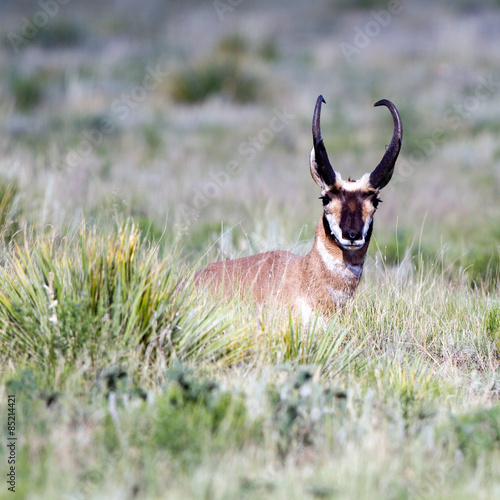 Pronghorn on the prairie in northeastern New Mexico