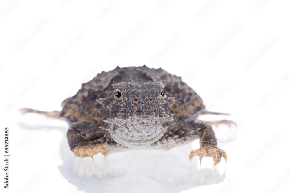 Fototapeta premium Portrait of a Short-horned lizard (Phrynosoma platyrhinos)