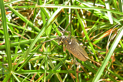 Long-horn beetles photo