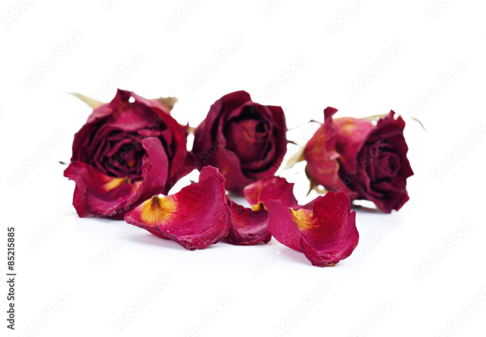 Bunch of withered roses on white background.