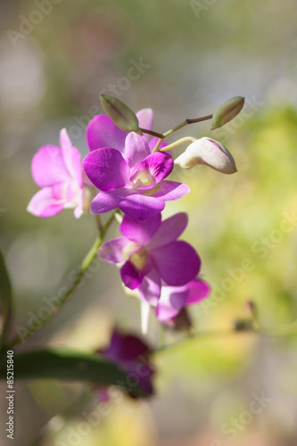 purple flower