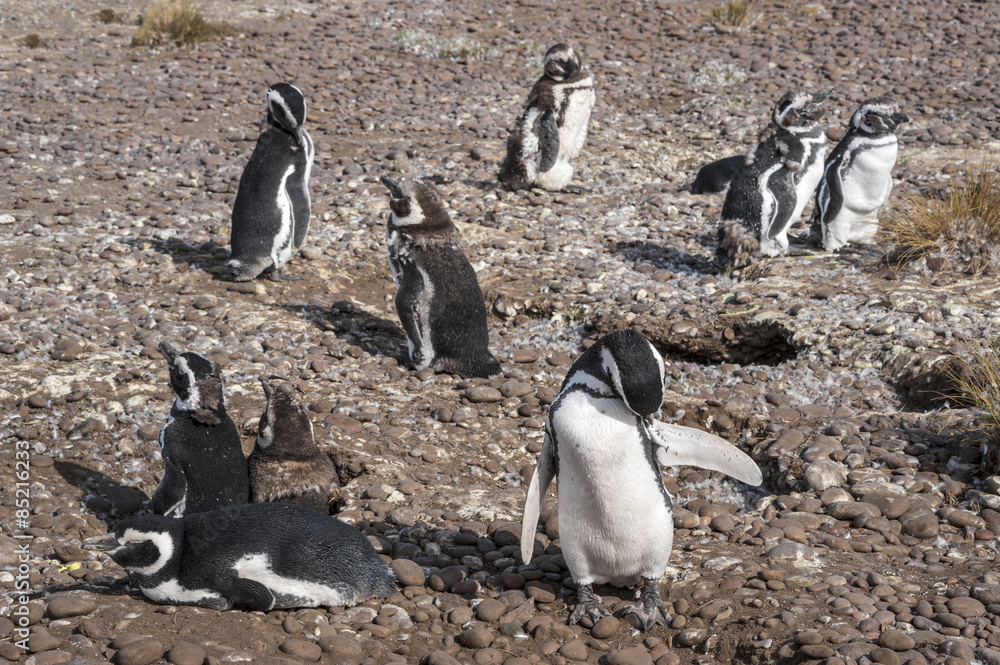Naklejka premium Magellanic Penguins at Natural protected area Punta Tombo
