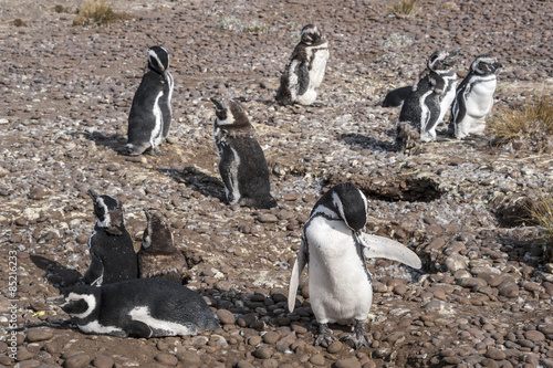 Magellanic Penguins at Natural protected area Punta Tombo