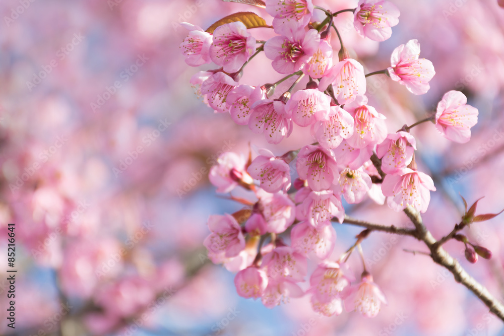 Wild Himalayan Cherry (Prunus cerasoides) blooming in northern T