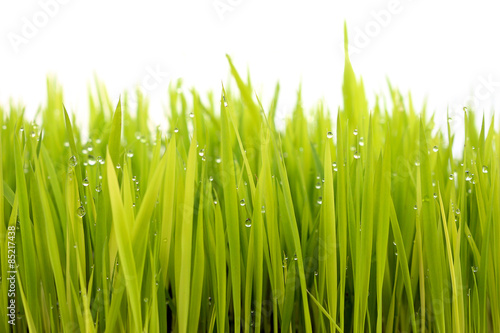 fresh green grass .