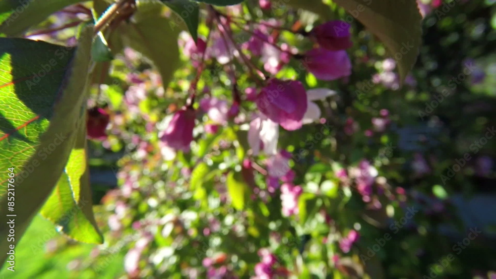 Apple tree blossoms in the sunshine garden. Close up.
Apple tree blossoms in the sunshine garden. Close up.