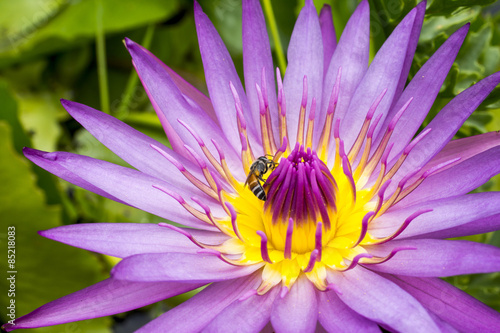 water lily  Nymphaea 