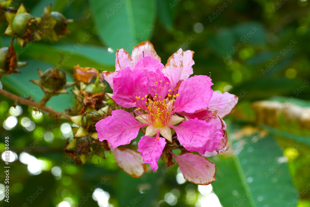 Pink color of Queen's crape myrtle flower.