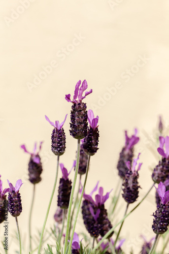 Fototapeta Naklejka Na Ścianę i Meble -  lavender flowers