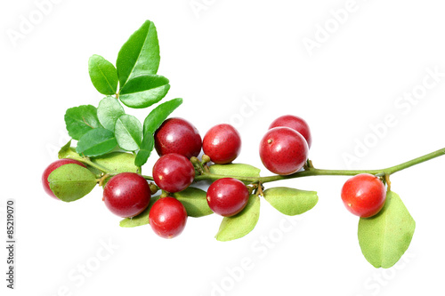 Super fruit, Scientific name Carissa carandas Linn.