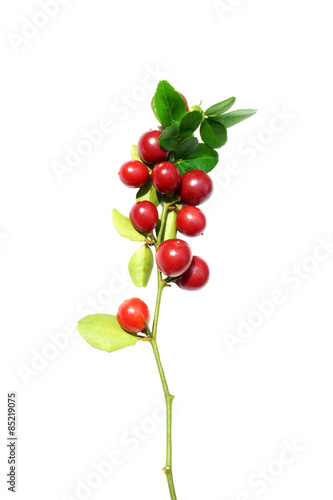 Super fruit, Scientific name Carissa carandas Linn.