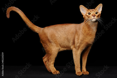 Portrait of beautiful young abyssinian cat photo