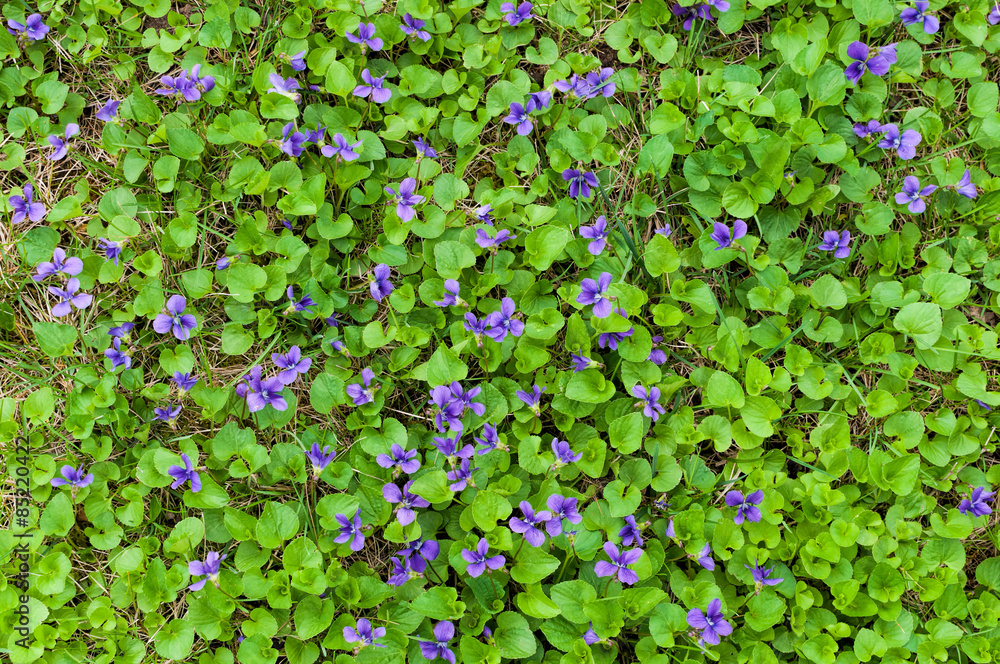 Blue violets as ground cover