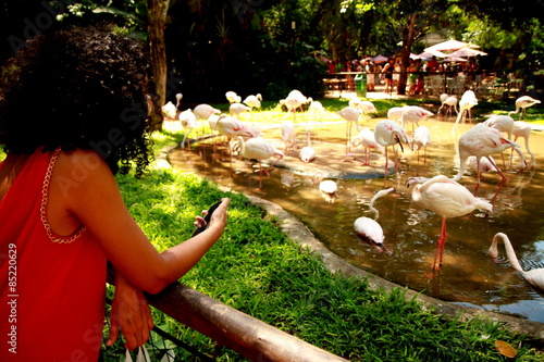 Photo taken during sightseeing around the Bird Park in Foz do Iguacu, Brazil. photo
